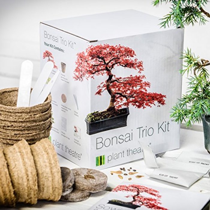 plant-theatre-bonsai-trio-kit-3-distinctive-bonsai-trees-to-grow-700x700 Plant Theatre Bonsai Trio Kit - 3 Distinctive Bonsai Trees to Grow.