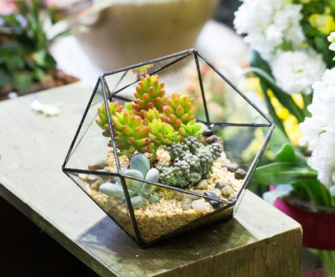 Handmade Glass Geometric Terrarium for Succulents